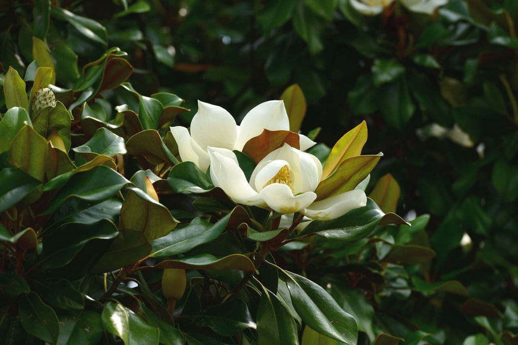 How and When To Prune a Southern Magnolia Tree