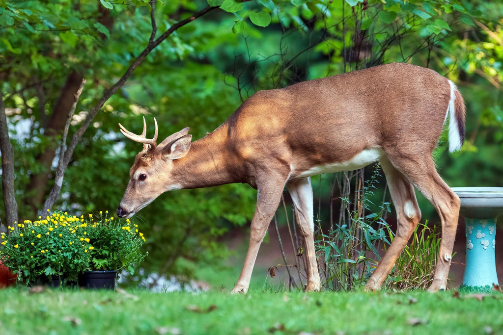 5 Ways You Can Attract Wildlife to Your Backyard