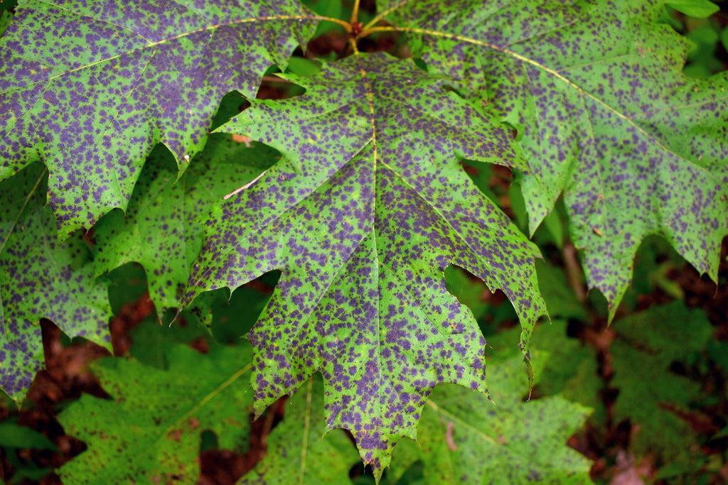 Understanding Oak Wilt and How To Prevent It