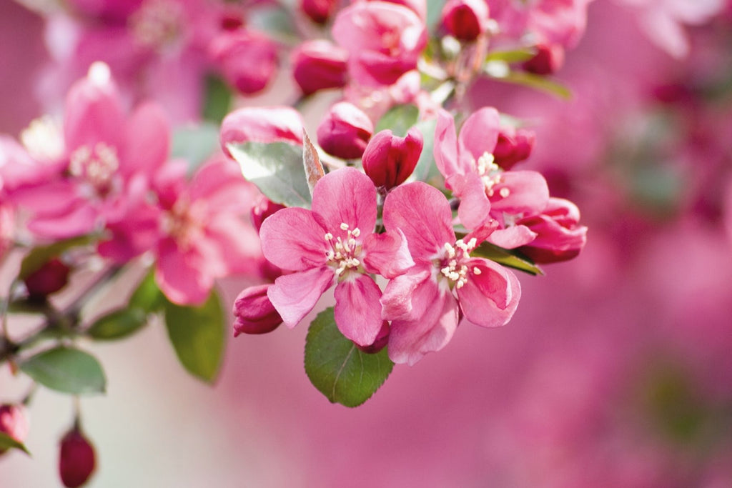 How To Grow & Care for Flowering Crabapple Trees