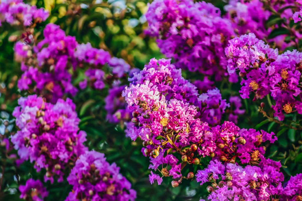 3 Tips To Grow the Perfect Crape Myrtle Tree in Your Yard