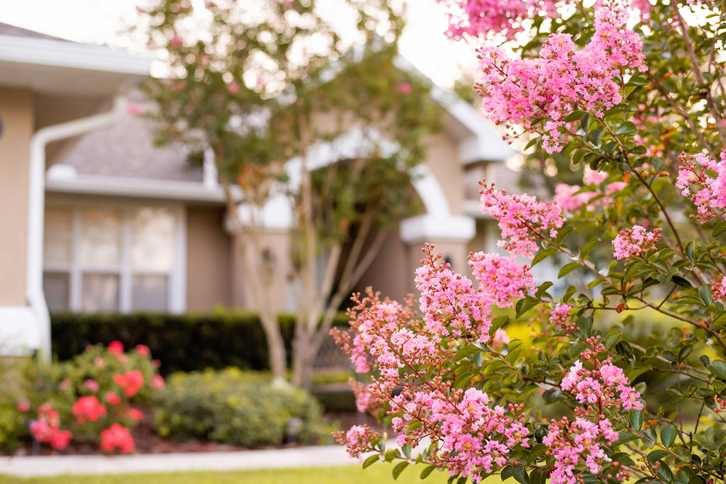 3 Different Ways to Prune Your Crape Myrtle
