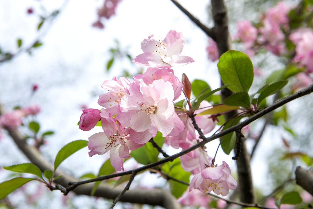 Tips for Choosing the Right Flowering Crabapple Tree