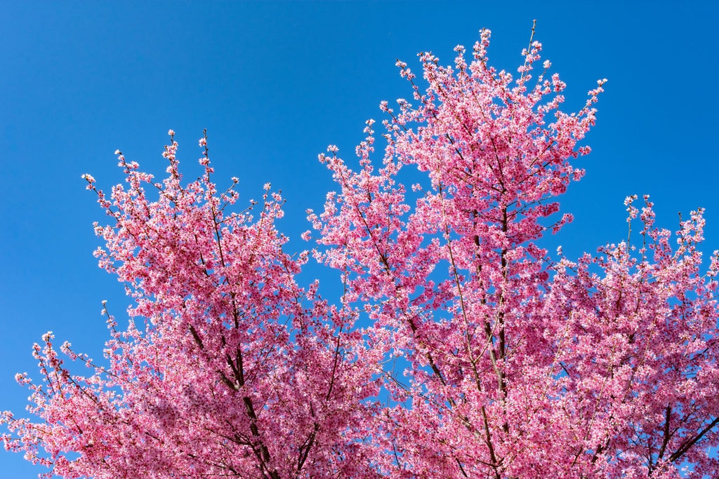 5 Reasons Why Your Crabapple Tree Isn’t Flowering