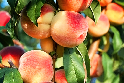 Are Peach Trees Hard To Grow? What You Need To Know