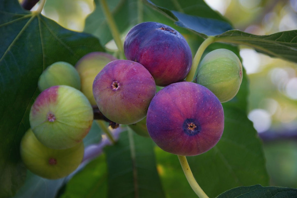 Fig Tree Maintenance: What Do Fig Trees Need To Survive?