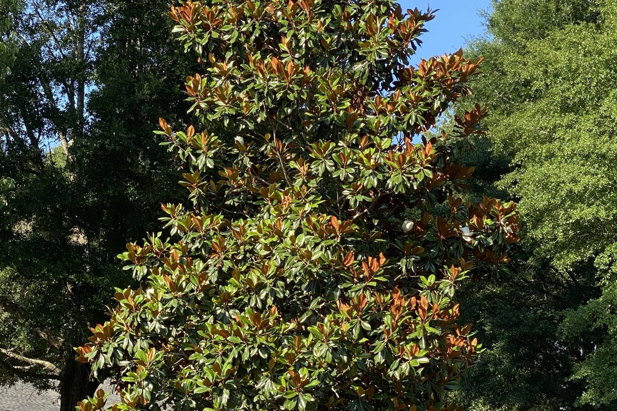 how far apart to plant magnolia trees