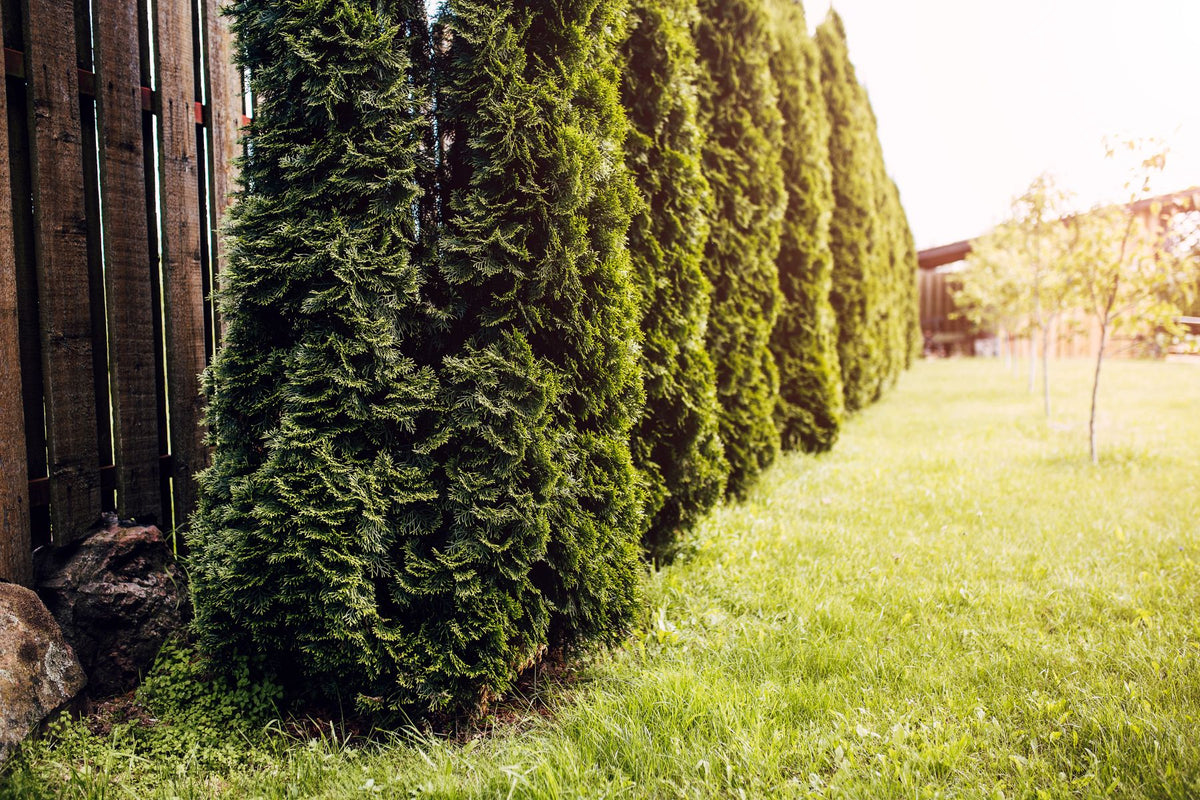 Fence vs. Border Trees Which Option Is Best for You?