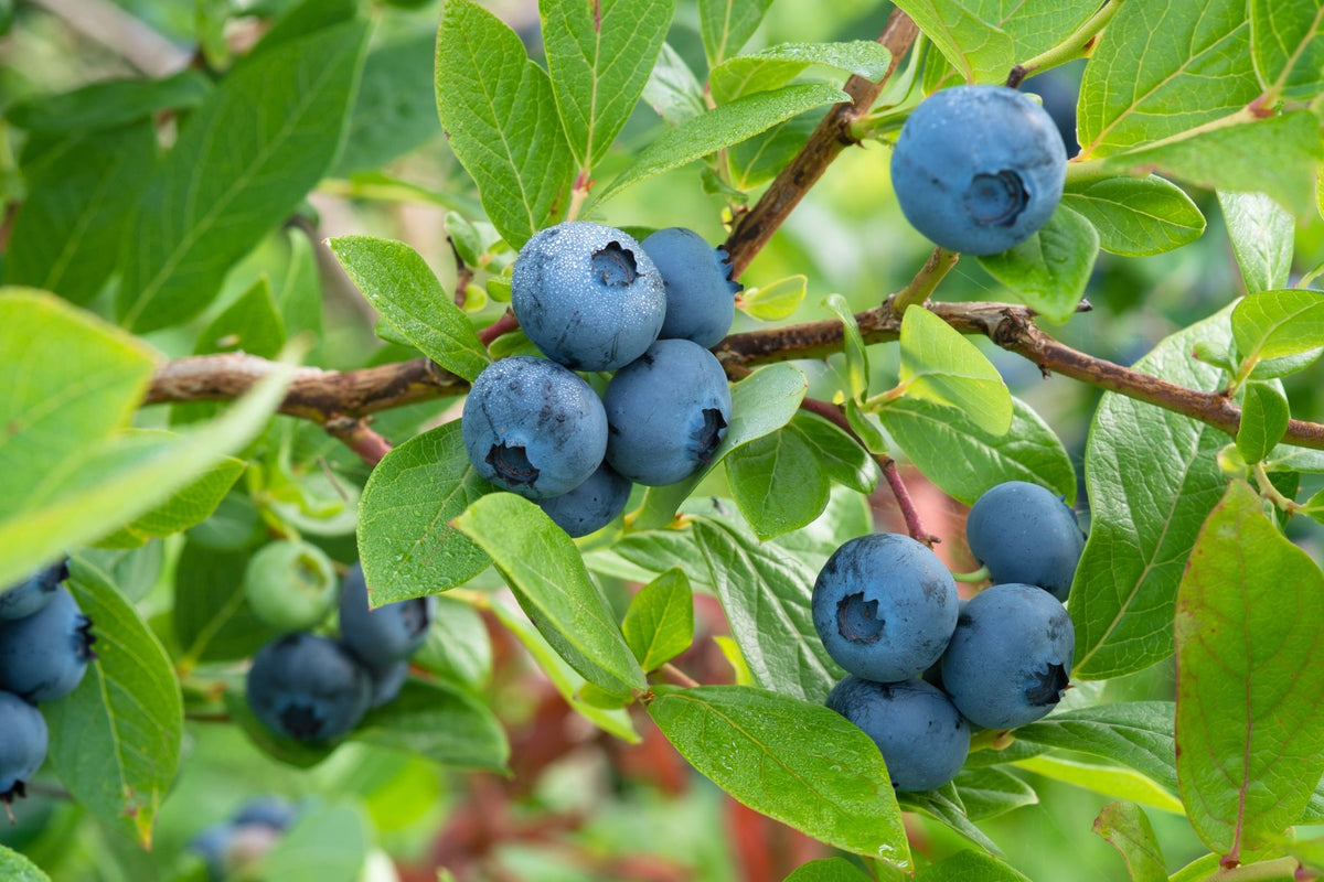 Tips for Blueberry Bush Care Get the Healthiest Berries