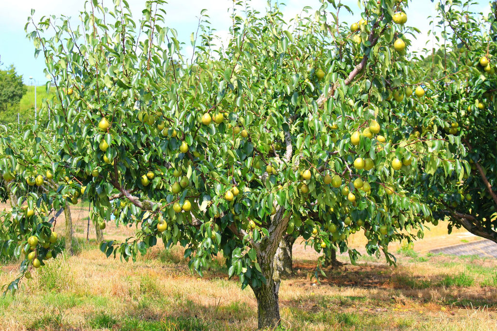 The Easiest Fruit Trees To Grow and How To Care for Them