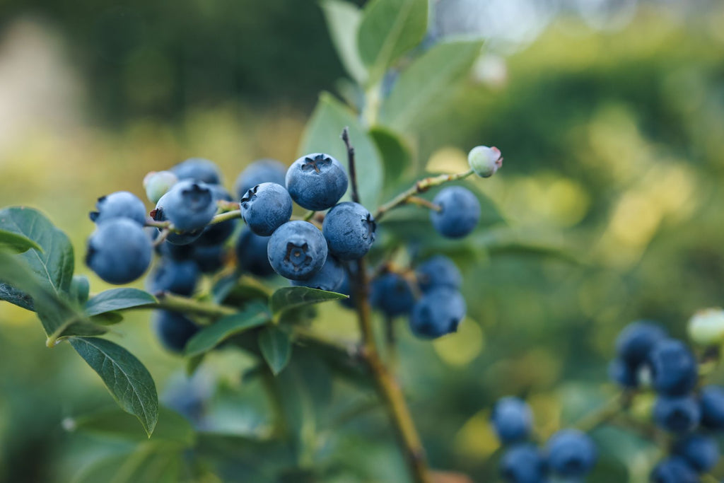 Common Mistakes When Planting Blueberry Bushes