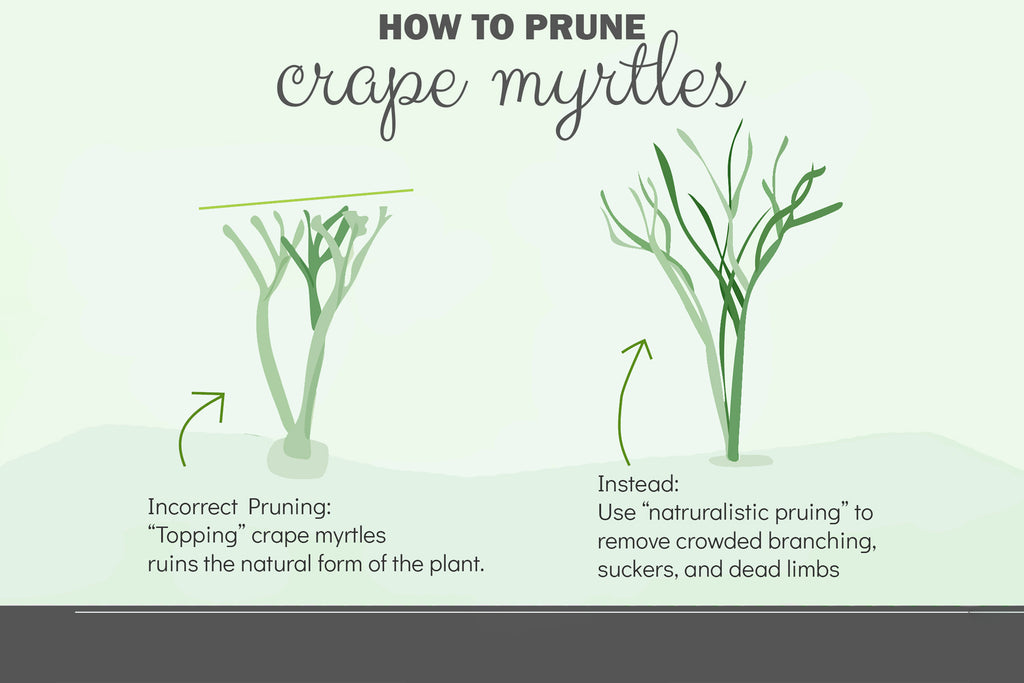 Pruning Crape Myrtles— Don't Cut Back!