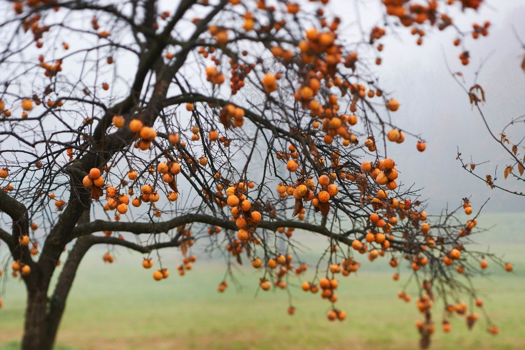 Why You Should Plant and Grow a Persimmon Tree in Your Yard