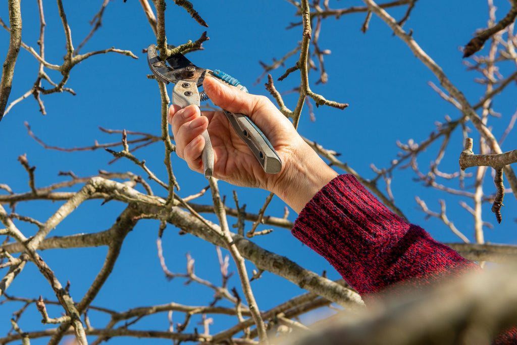 The Best Ways To Help Your Tree Survive a Dry Season