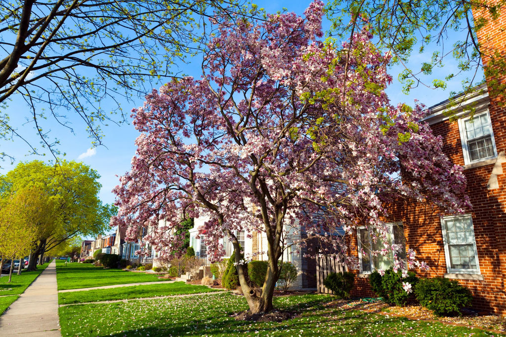 The 5 Best Fragrant Trees for Your Property