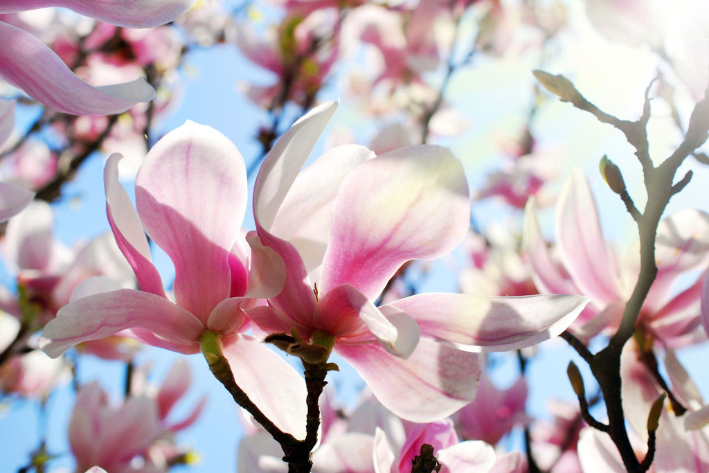 Which Magnolia Tree Is a Fit for You and Your Yard?