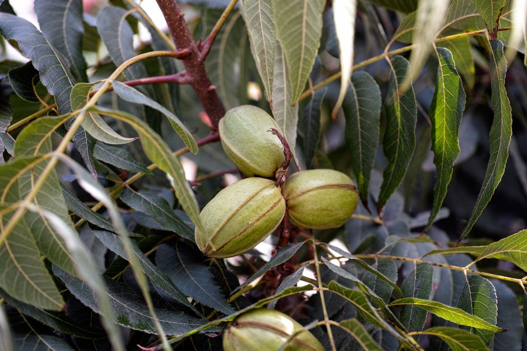 How Long Does It Take for Pecan Trees To Start Producing?