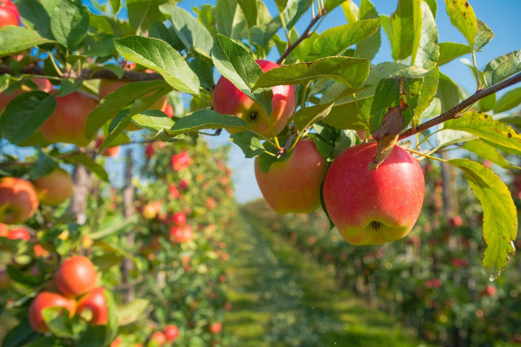 Common Apple Tree Diseases & How To Treat Them