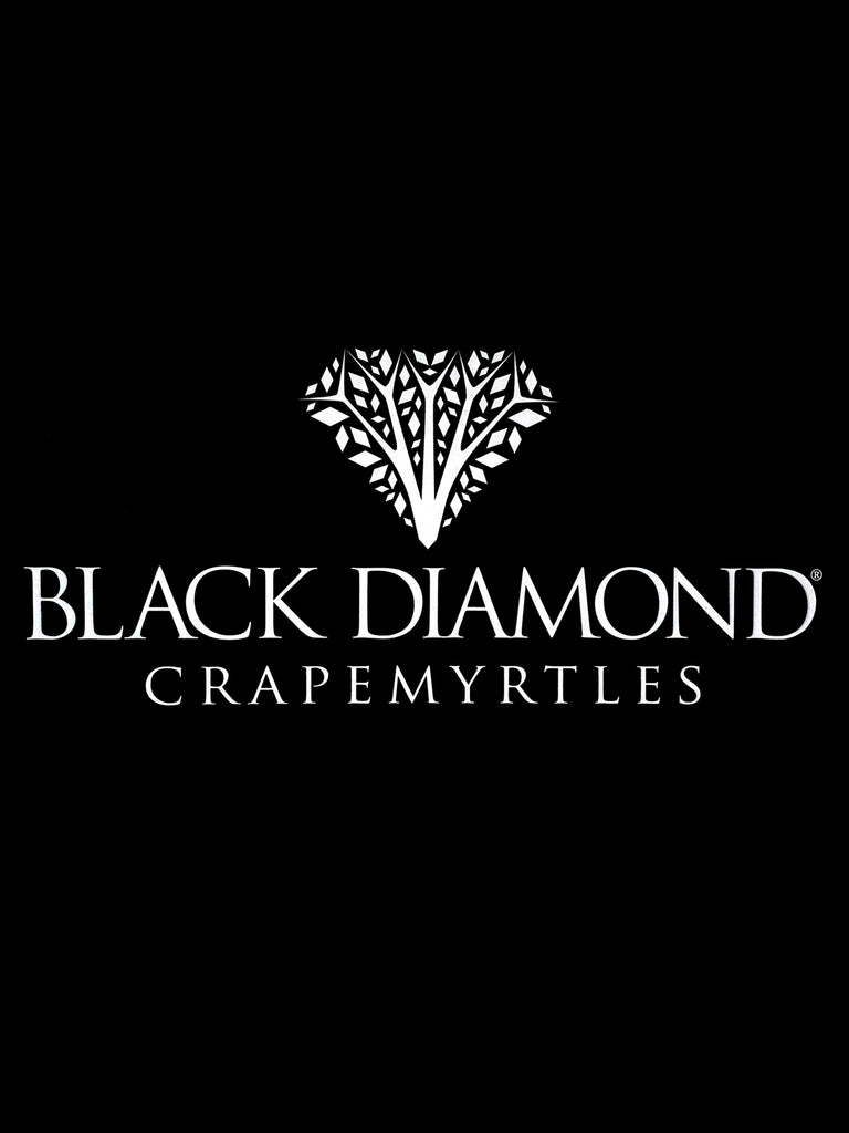 Black Diamond® Crape Myrtles