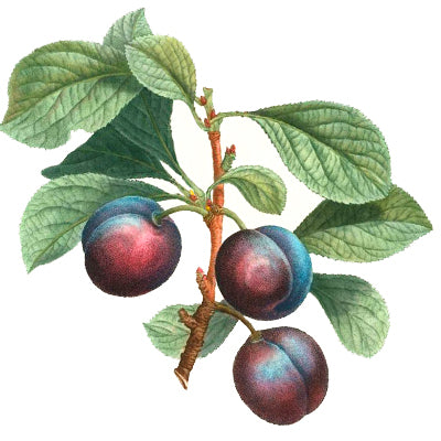 Plum Fruit Trees