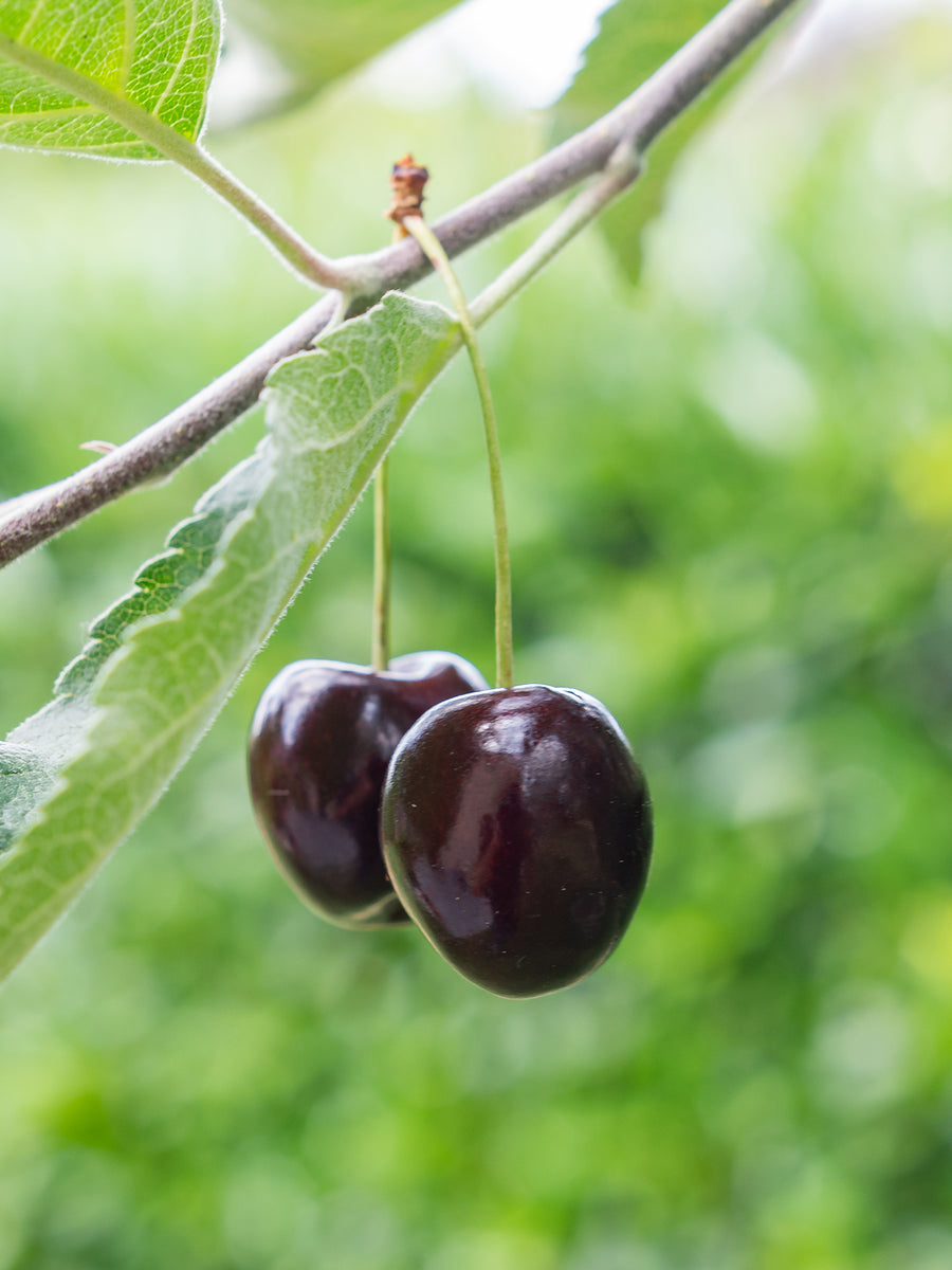 Cherry Black Tartarian