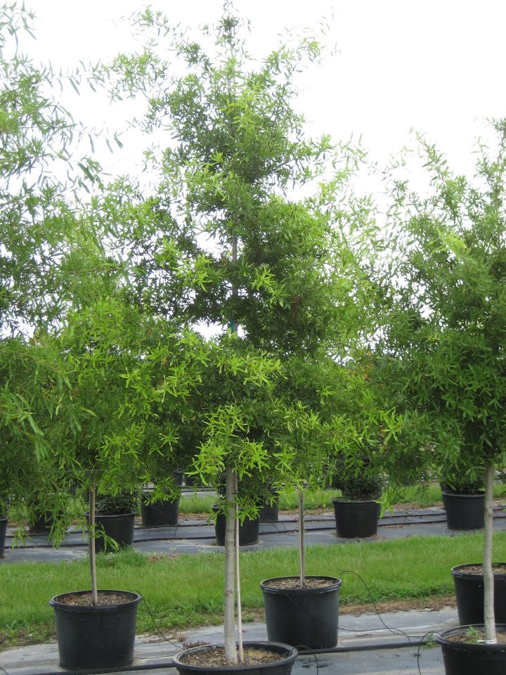 
Deciduous Willow Oak Trees