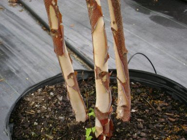 Heritage River Birch Trees - Deciduous and Fast Growing