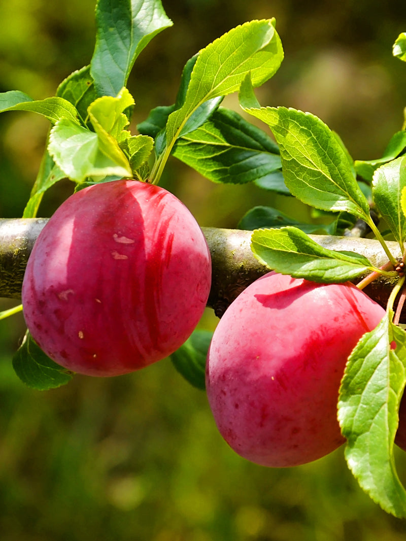 AU Rubrum Plum Tree Plum Trees for Sale