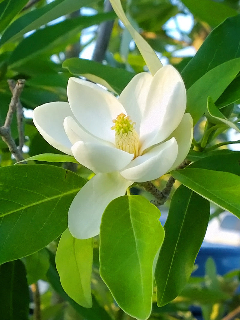 Sweetbay Magnolia Tree