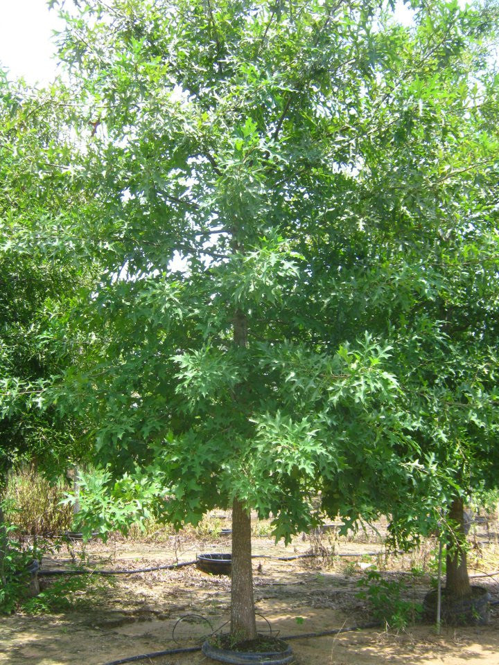 Pin Oak Evergreen Trees