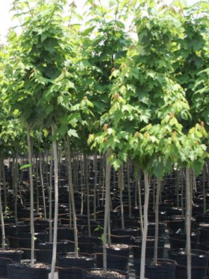 Red Simpson Select Maple Trees