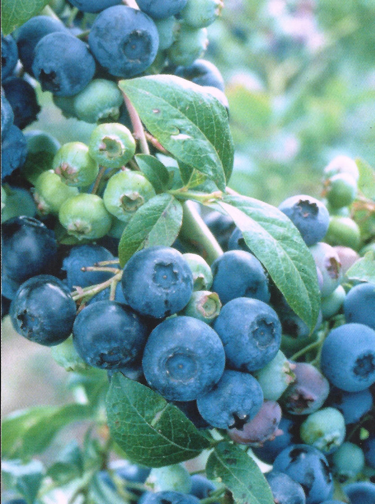 Brightwell Blueberries | Medium Sized Berries
