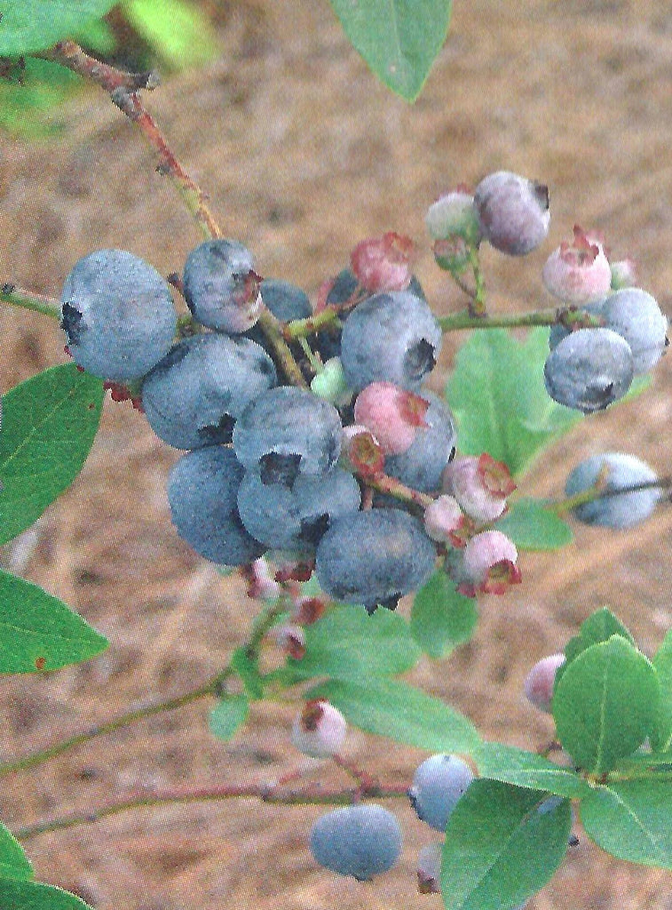 Home Bell Blueberry Plants