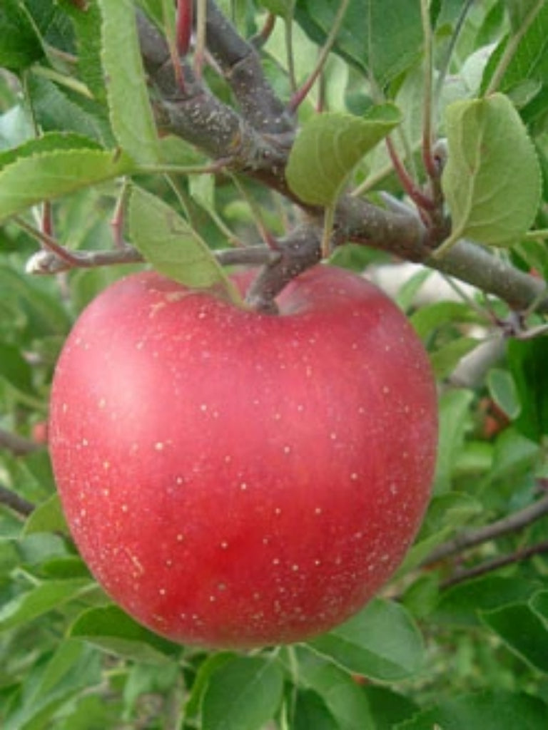 Melrose Red Apple Tree