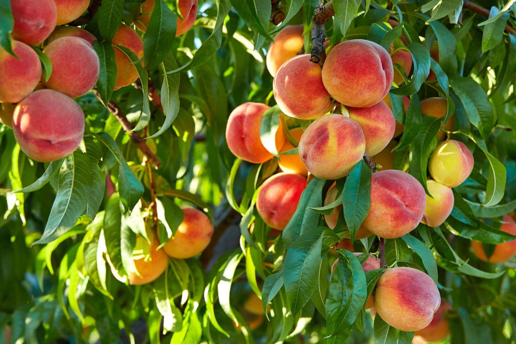 Peach Tree Pruning Tips You Should Know