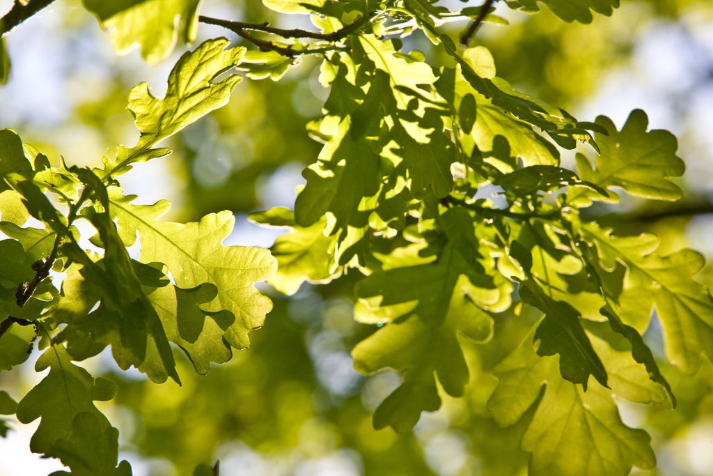 Oak Trees: The Evolution and Why We Admire Them
