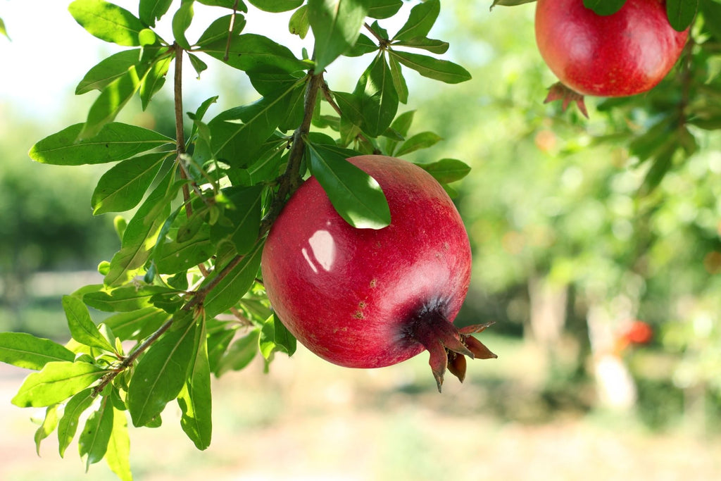 Where Is the Best Place To Plant a Pomegranate Tree?