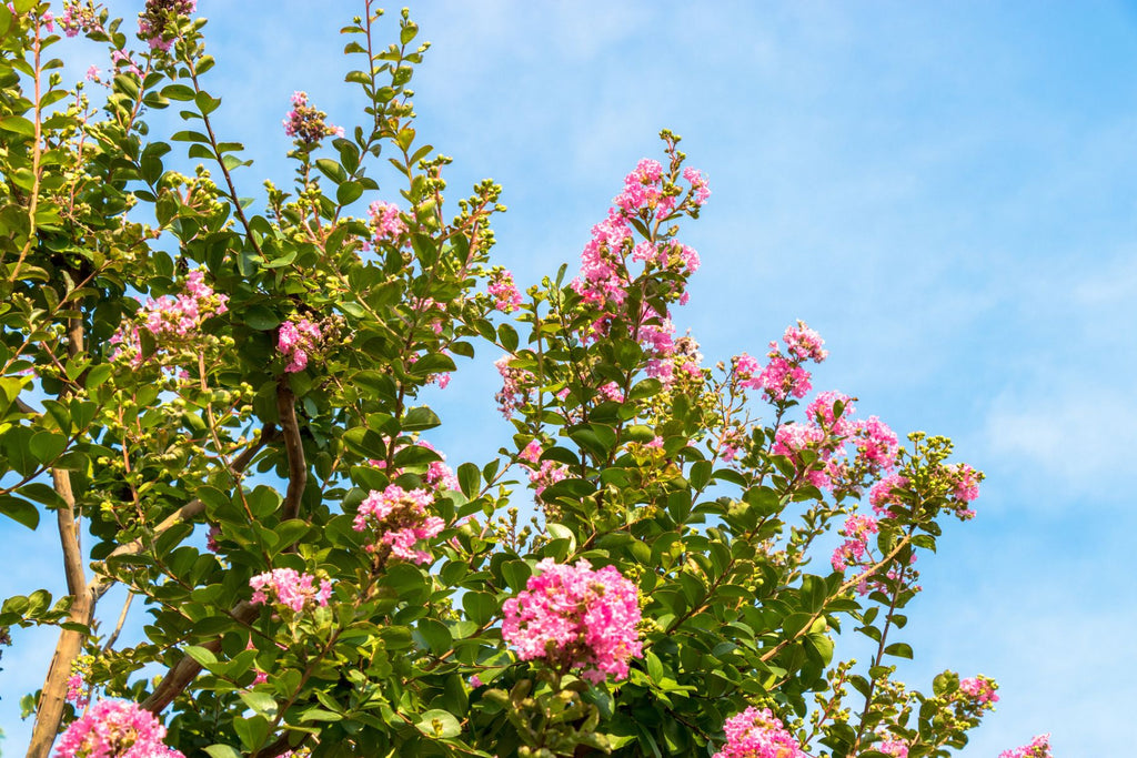 Top Heat-Tolerant Trees That Can Handle Your Yard