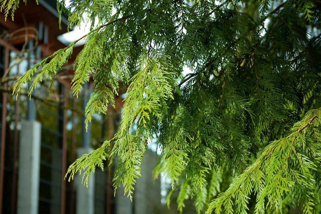 Top 5 Low-maintenance Privacy Trees for Your Yard