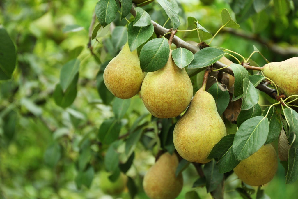 5 of the Best Pear Tree Varieties To Grow at Home