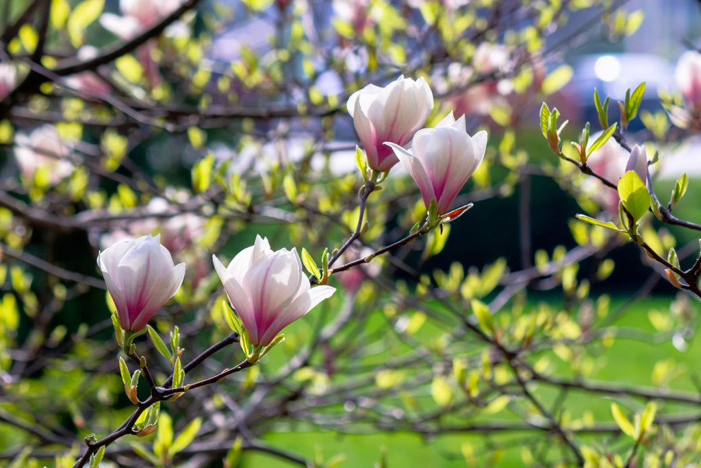 Common Mistakes Made When Growing a Magnolia Tree
