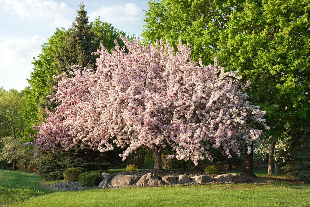 How Long Do Crabapple Trees Normally Live?
