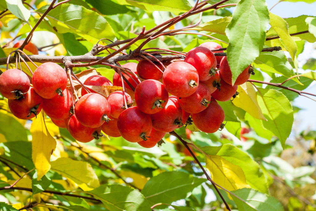 Yes, You Can Eat Crabapples—But Read This First
