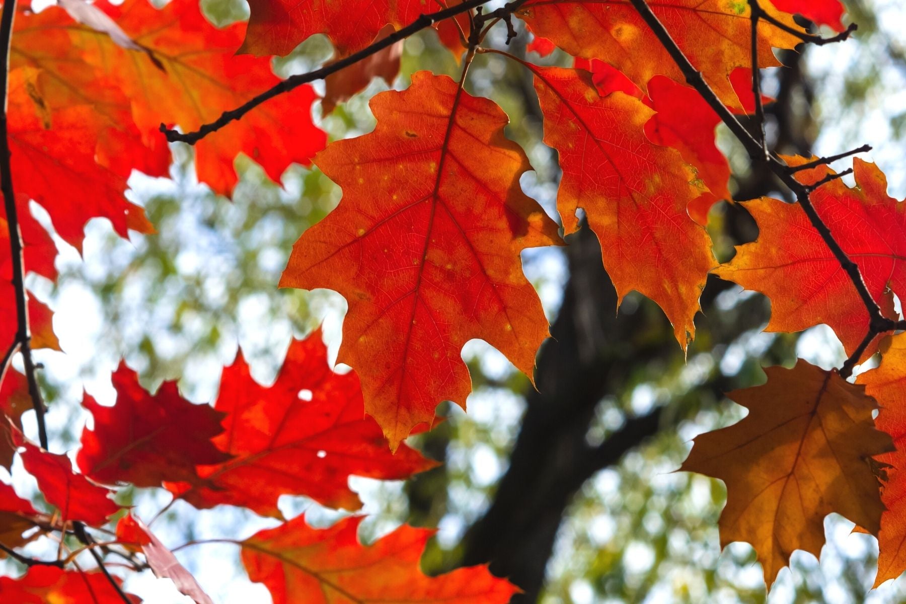 oak tree in fall leaves