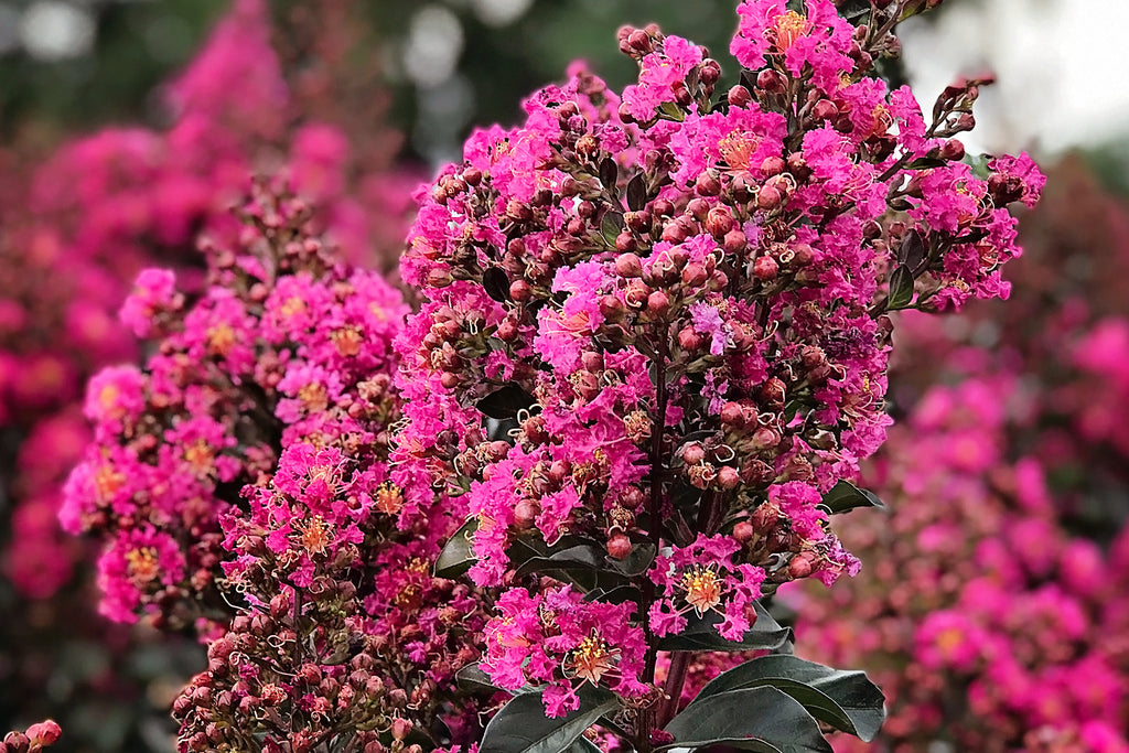 Choosing the Right Crape Myrtle for You