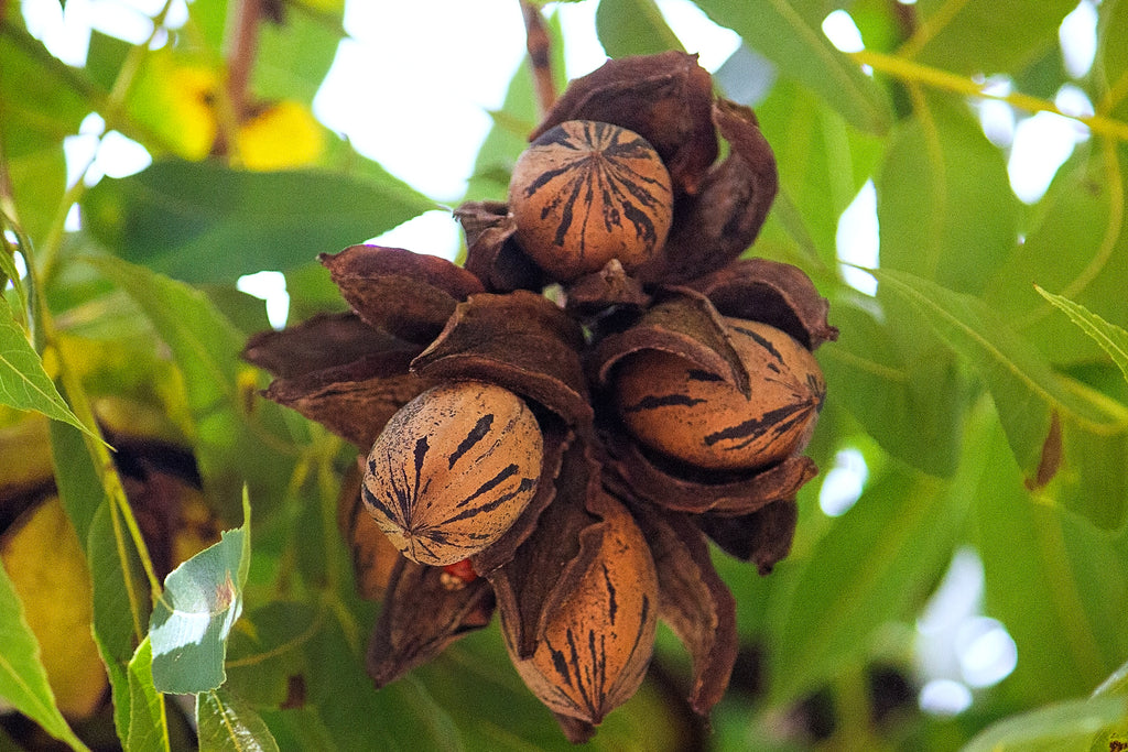The Complete Guide on How To Plant & Care for Pecan Trees