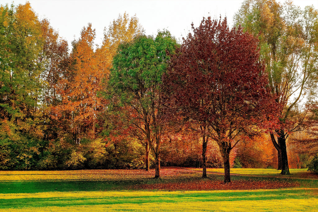 How Late Can I Plant Trees in the Fall?