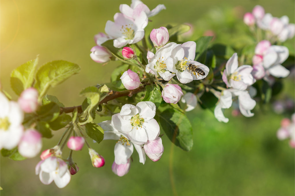 What To Know About Fruits Trees & Pollination