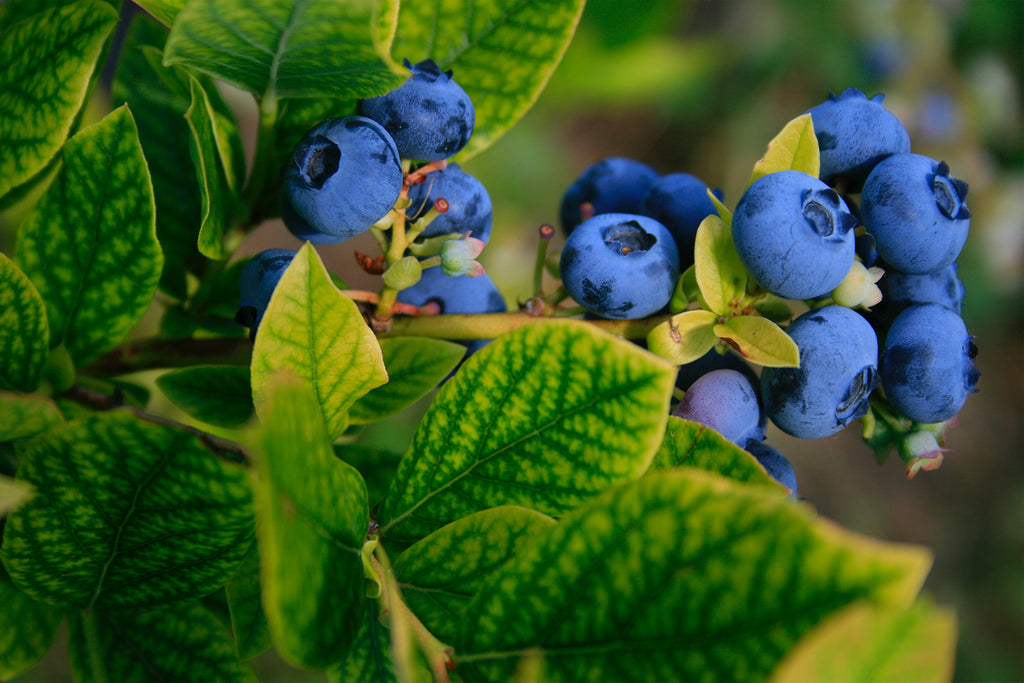 Growing Superfoods: The Blueberry
