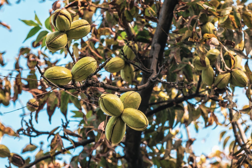 What Are Those Bumps on Your Pecan Tree Leaves?